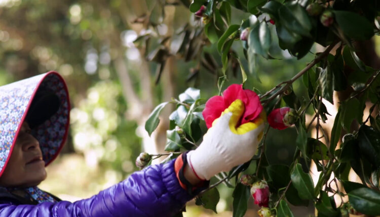 RedSnow Beauty in season