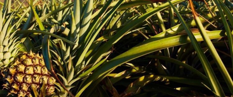 BASF's Irgacycle Stabilizes Recycled Plastics Used to Protect Pineapples From Sunburn in Malaysia